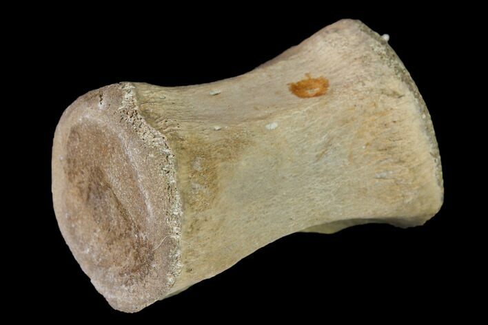 Fossil Theropod Dinosaur Vertebra - Morocco #144824